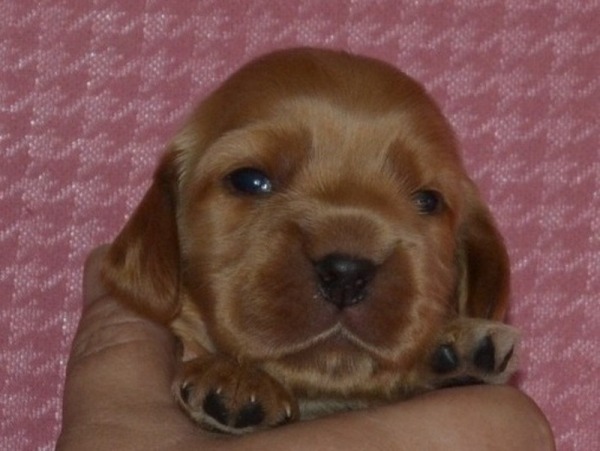 4. fenka - růžová.JPG